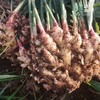 【云南高原小黄姜（ 半老姜）】高原露天种植 不过水 不熏硫 够香够辣 味道浓郁 商品缩略图4