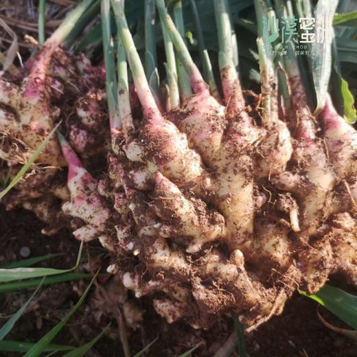 【云南高原小黄姜（ 半老姜）】高原露天种植 不过水 不熏硫 够香够辣 味道浓郁 商品图4