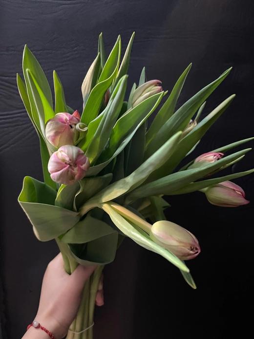 配花-ZY郁金香-重瓣-哥伦布 商品图2