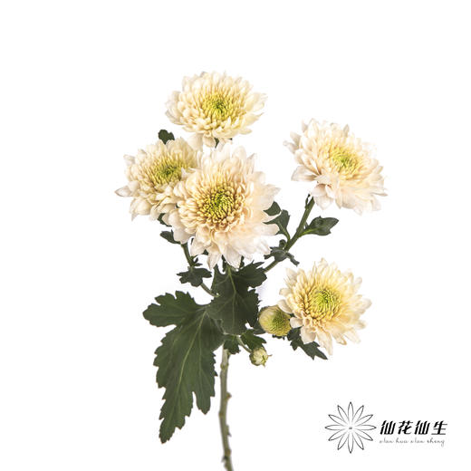 小菊 | 香草冰沙 商品图6