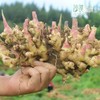 【云南高原小黄姜（ 半老姜）】高原露天种植 不过水 不熏硫 够香够辣 味道浓郁 商品缩略图3