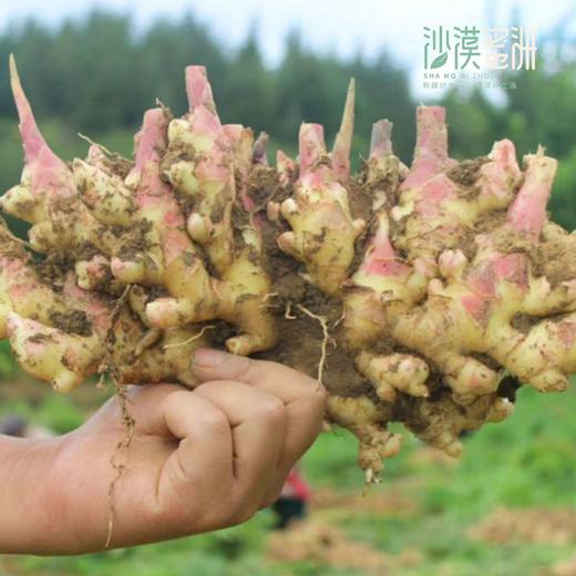 【云南高原小黄姜（ 半老姜）】高原露天种植 不过水 不熏硫 够香够辣 味道浓郁 商品图3