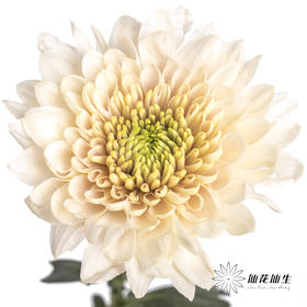 小菊 | 香草冰沙