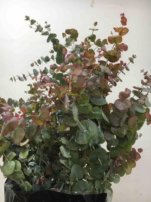 配叶-秋色尤加利 商品图1