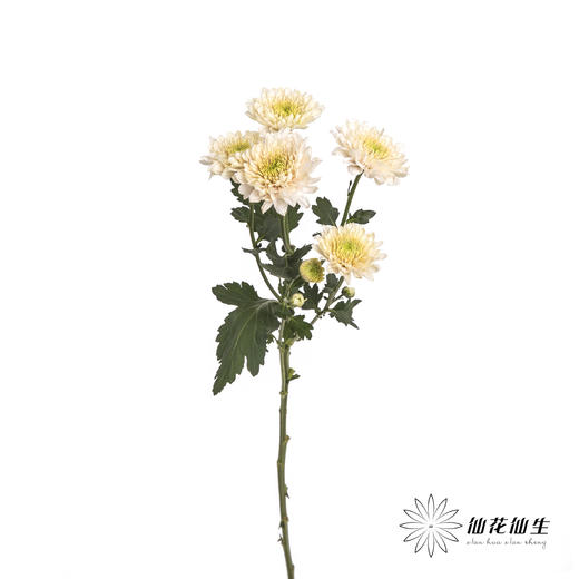 小菊 | 香草冰沙 商品图7