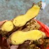 【云南高原小黄姜（ 半老姜）】高原露天种植 不过水 不熏硫 够香够辣 味道浓郁 商品缩略图0