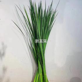 配叶-新菖蒲叶-5枝/扎