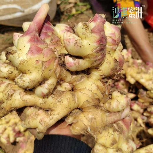 【云南高原小黄姜（ 半老姜）】高原露天种植 不过水 不熏硫 够香够辣 味道浓郁 商品图2