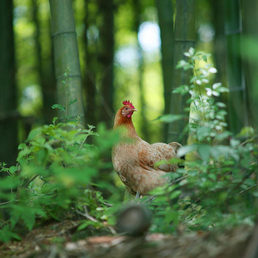 有机散养500天老母鸡（净重900g) 商品图3