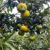 国家地理标识，原生态新会陈皮，2014/2017年冬至采摘大红柑 商品缩略图5