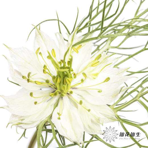 配花 | 黑种草白色 商品图1