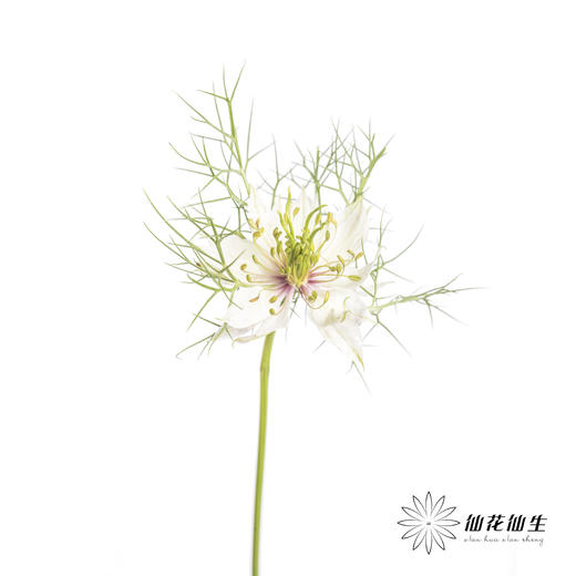 配花 | 黑种草白色 商品图4