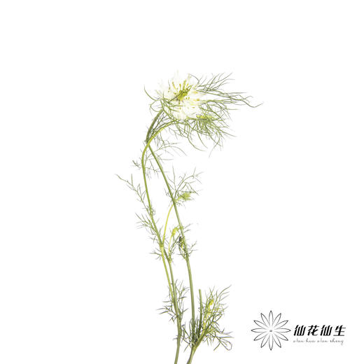 配花 | 黑种草白色 商品图5