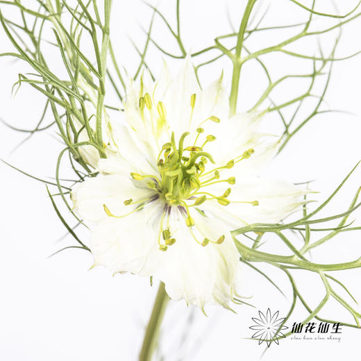 配花 | 黑种草白色 商品图0