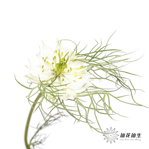 配花 | 黑种草白色 商品图3