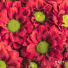小菊 | 红莓 商品缩略图0