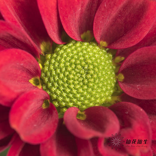 小菊 | 红莓 商品图3