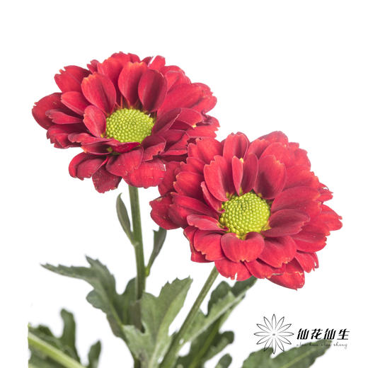 小菊 | 红莓 商品图5