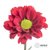 小菊 | 红莓 商品缩略图9