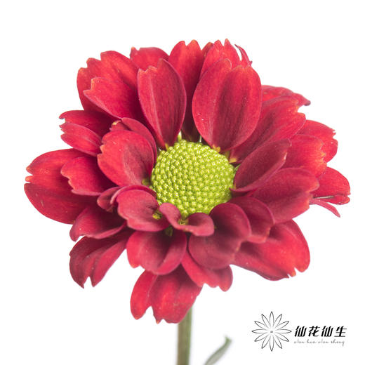 小菊 | 红莓 商品图9