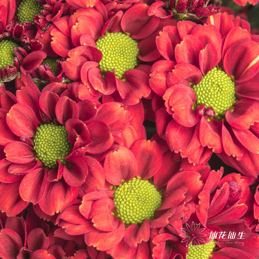 小菊 | 红莓 商品图2