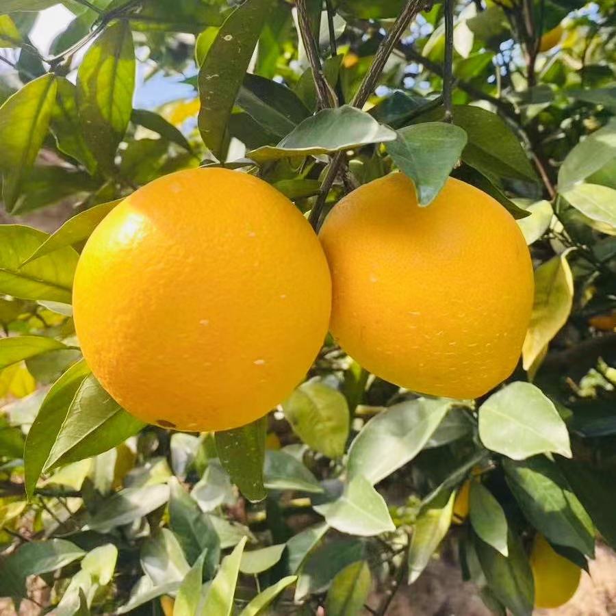 2025年正宗赣南赣橙 按规格分类精品果 中通圆通包邮，个别区域补快递差价