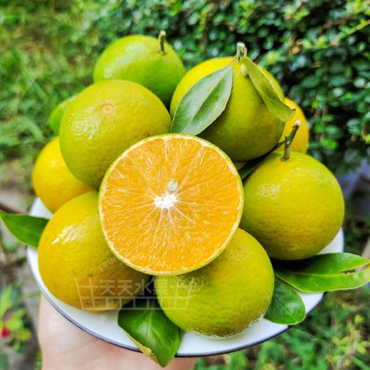 高原王子绿皮冰糖橙子甜度越来越高了
