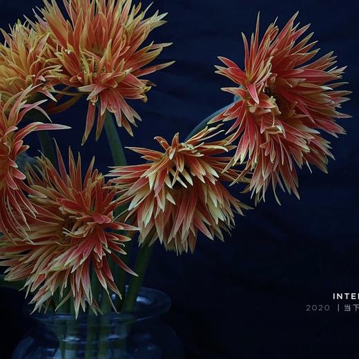 维拉拉丝菊5支份第二份2元可爱又撩人花期较长约半个月