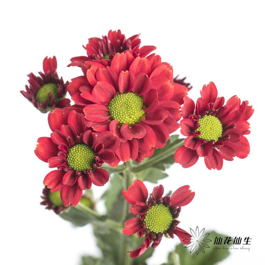 小菊 | 红莓 商品图8