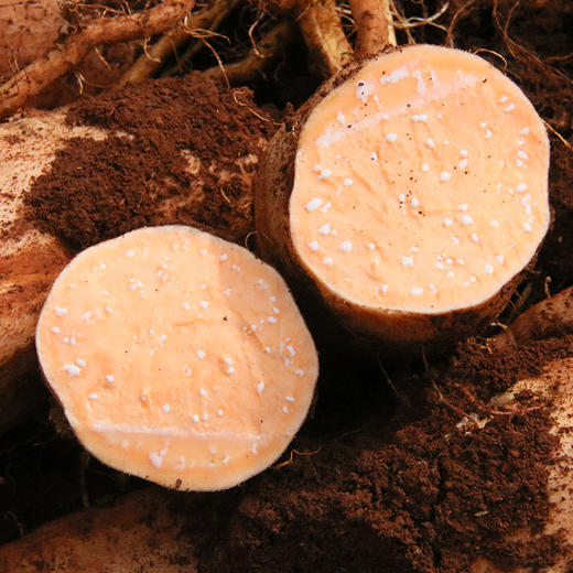 云南高原蜜薯 红薯 糖薯薯 商品图6