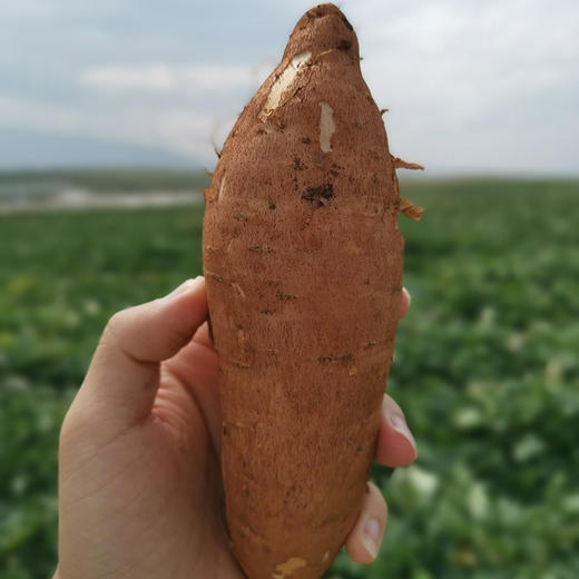 云南高原蜜薯 红薯 糖薯薯 商品图4