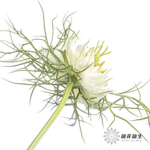 配花 | 黑种草白色 商品图2