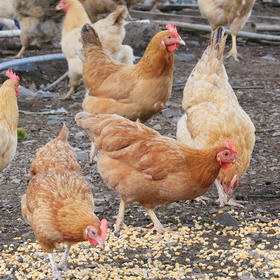 有机散养500天老母鸡（净重900g)