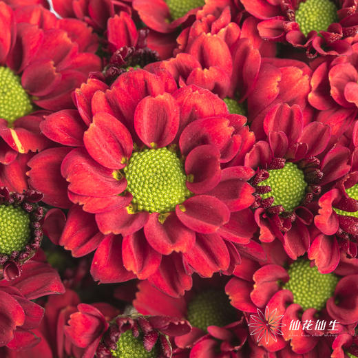 小菊 | 红莓 商品图1