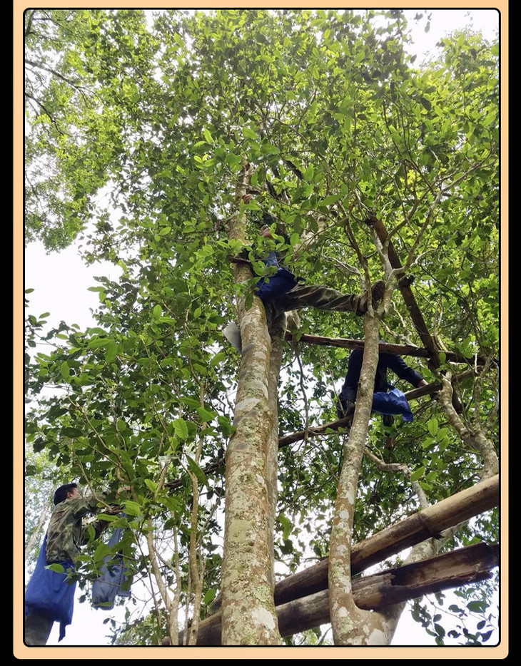 2020年易武薄荷塘高杆古树纯料陈道峰监制