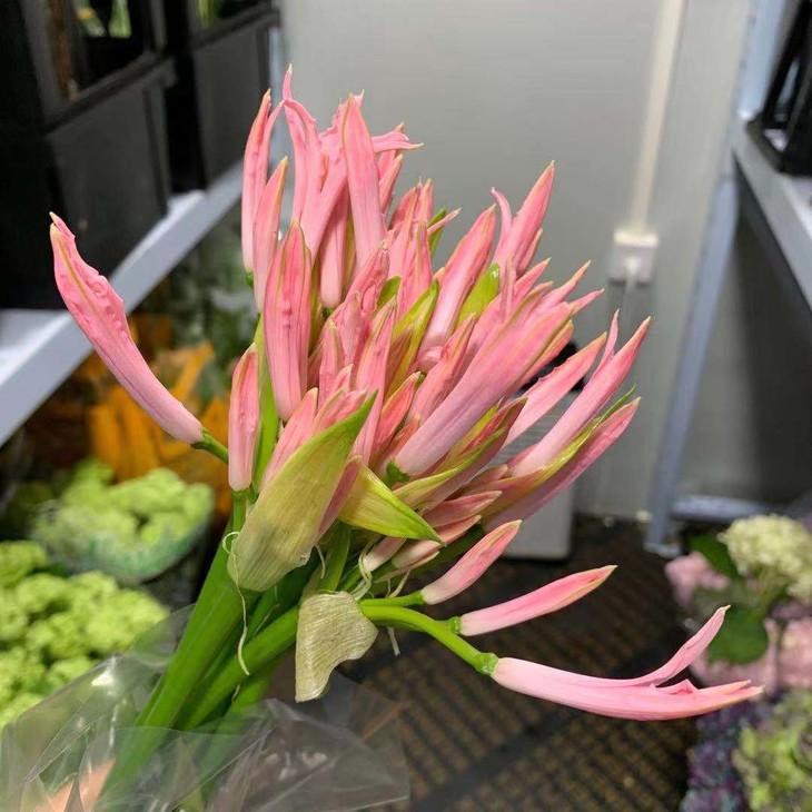 【新鲜】荷兰进口石蒜仙女粉色,白色(9-10枝),打包会裁剪一定长度