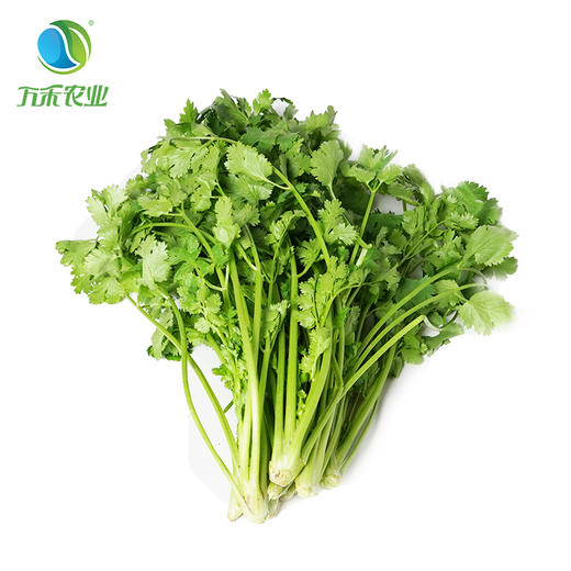 万禾农业上海崇明有机农场有机新鲜香菜芫荽菜200g