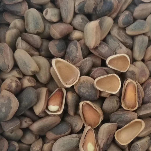 长白山特产东北红松子500克袋臻品红松每日坚果干果红松子手剥开口