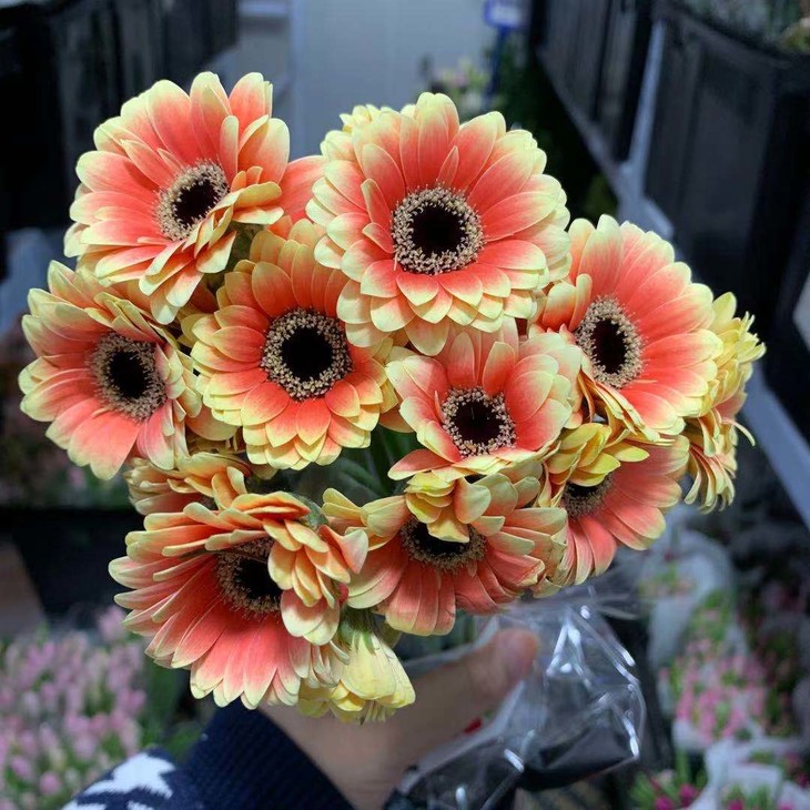 配花荷兰进口迷你重瓣弗朗系列各色1820枝长度5060cm全国京东顺丰包邮