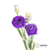 洋桔梗 | 深紫 商品缩略图5