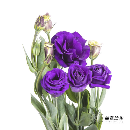 洋桔梗 | 深紫 商品图3