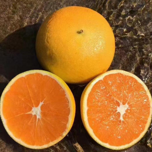 屈原故里秭归脐橙九月红 肉脆汁多香甜可口的果冻橙 商品图0