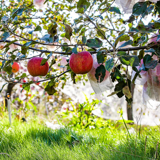 李立君苹果 11月20号发货 山东烟台苹果 皮薄多汁 酸甜适口 不用削皮