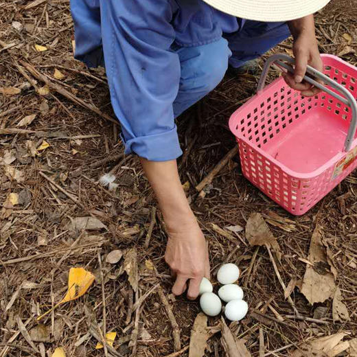 直播专享|莫家沟土鸡蛋60枚 商品图2