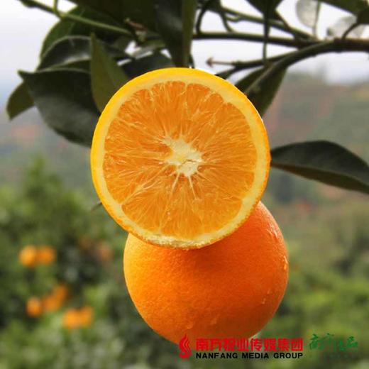 【全国包邮】赣南脐橙 20斤中大果（净重18.5-19斤）（72小时内发货） 商品图0