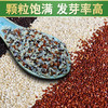 青海藜麦  高海拔种植  主食中的贵族，高颜值食材 商品缩略图0