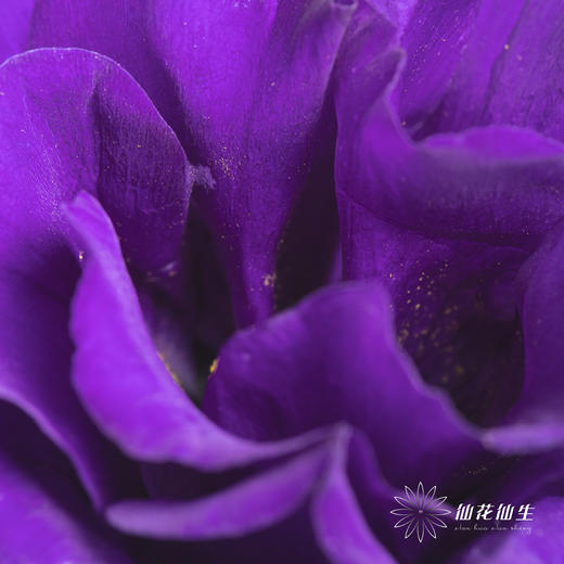 洋桔梗 | 深紫 商品图4