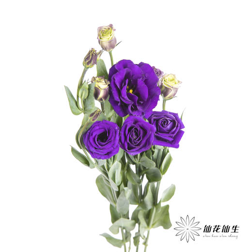 洋桔梗 | 深紫 商品图6