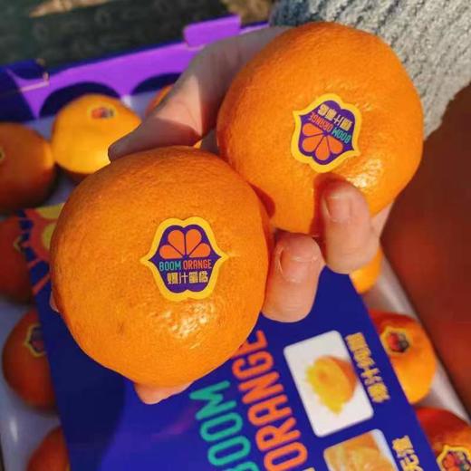 【西海爆汁蜜橘】20头/5斤  纯甜口不打蜡 商品图2