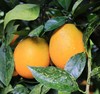 罗甸特产，脐橙，产地直发10斤68元 商品缩略图3
